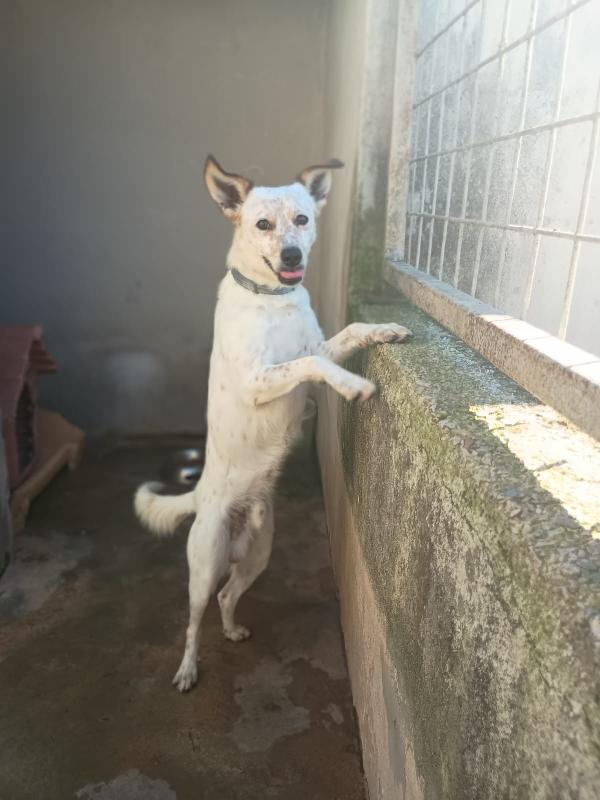 TOMMY - cagnolino di 1 anno e mezzo - taglia media Foto 6